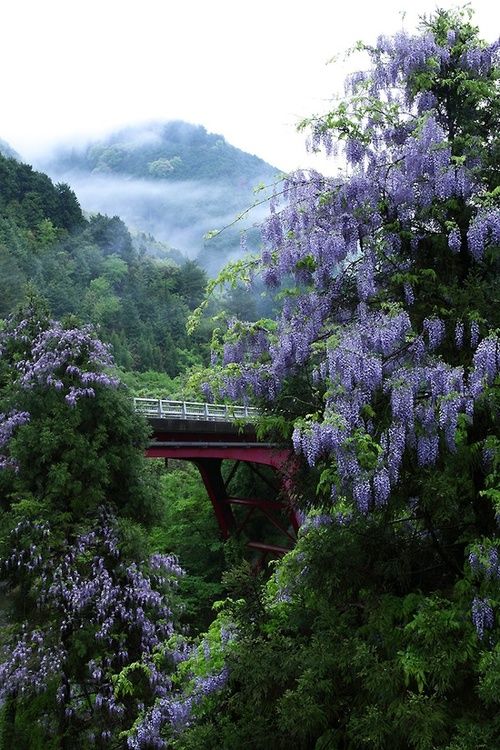 北山，京都，日本。