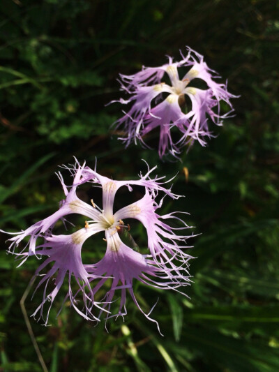 百花山中花百态