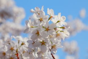 夏风·樱花盛开时