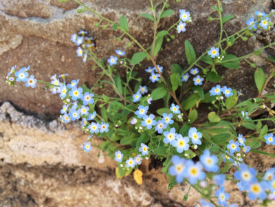 百花山中花百态