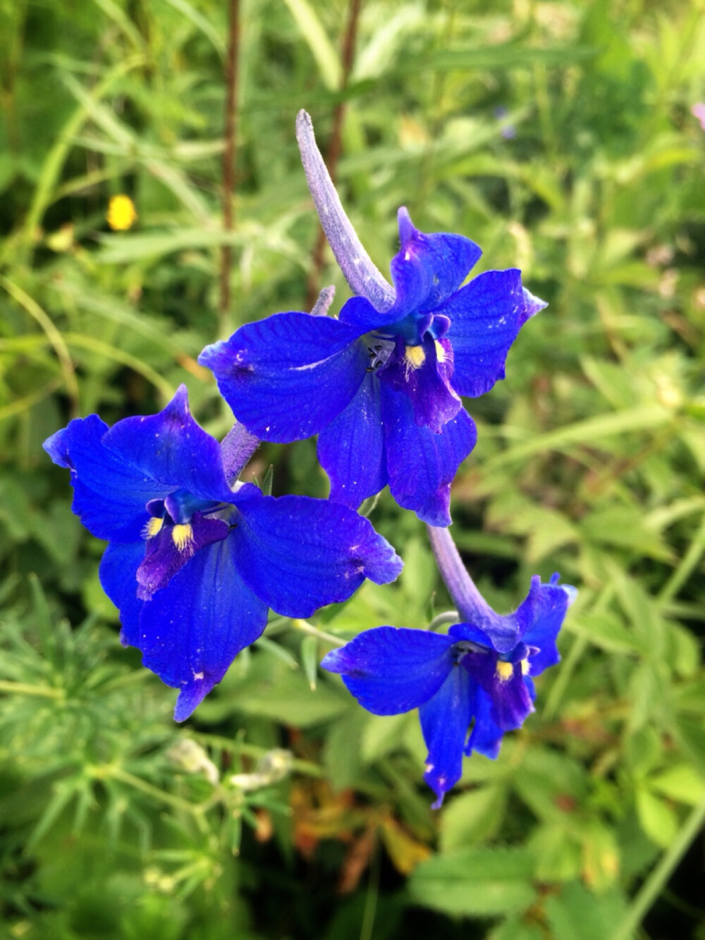 百花山中花百态