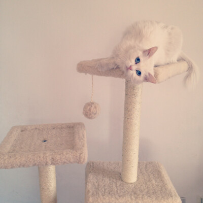 ins加了滤镜，朋友家的猫，叫小白，胆儿很小，但对熟悉的人有无限的依恋啊！