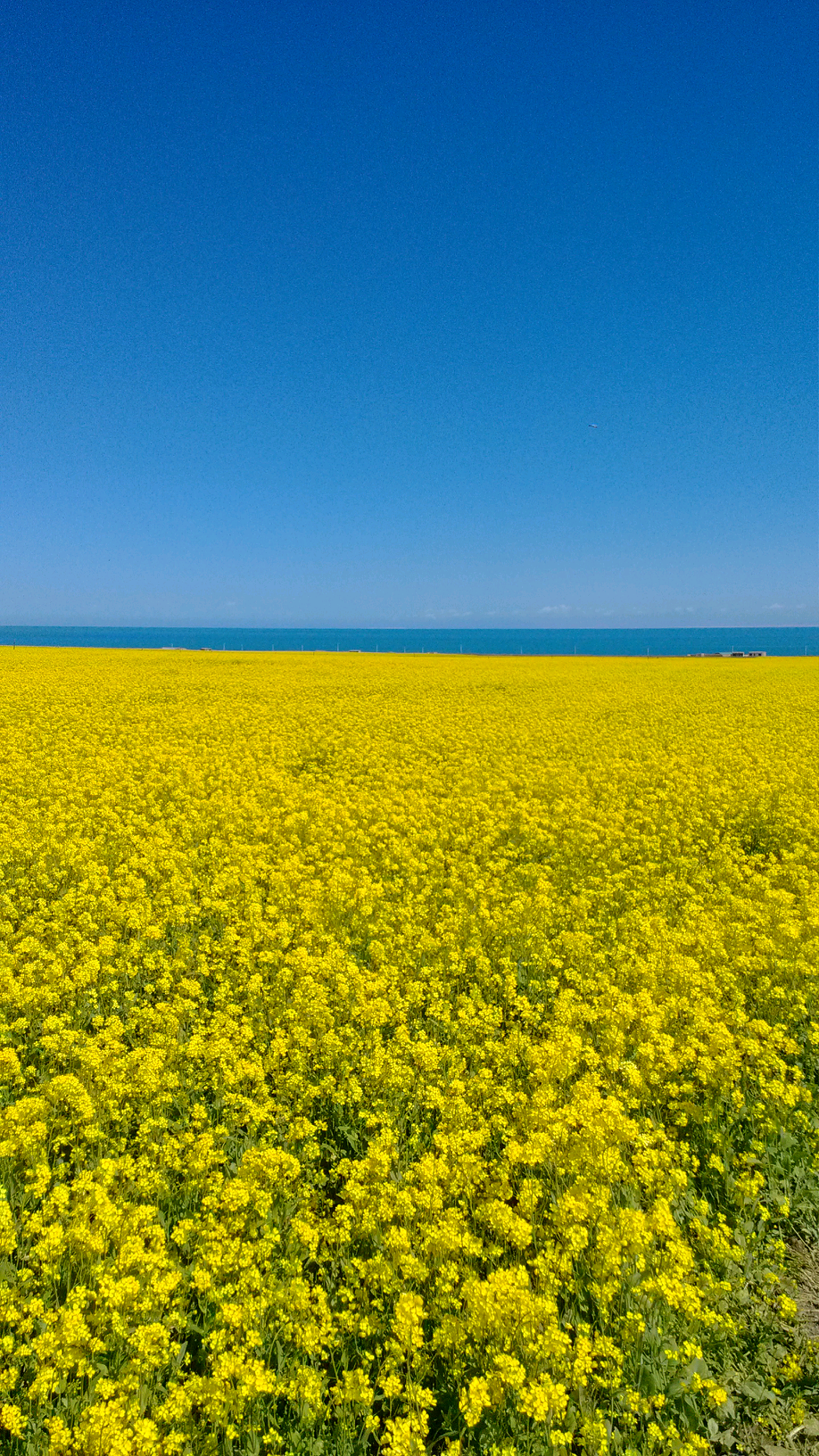 油菜花