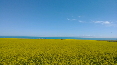 油菜花