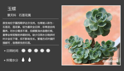 【100种常见多肉植物图鉴】（二）