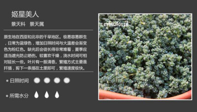 【100种常见多肉植物图鉴】（二）