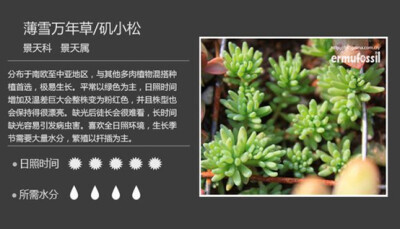 【100种常见多肉植物图鉴】（二）