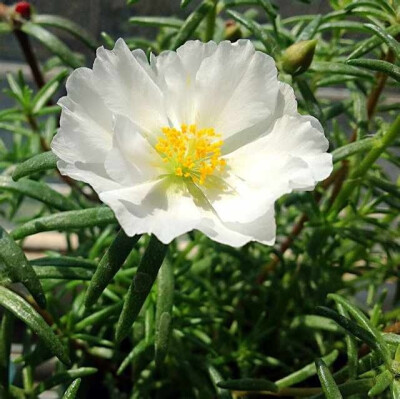 白色 单瓣太阳花、松叶太阳花