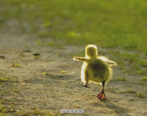 小鸭子
