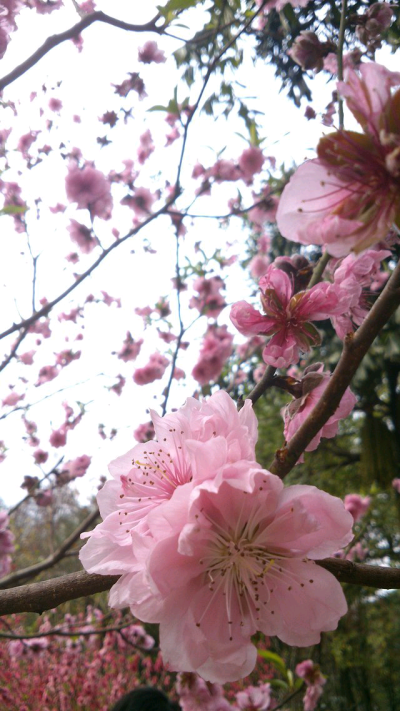 白云山桃花涧。