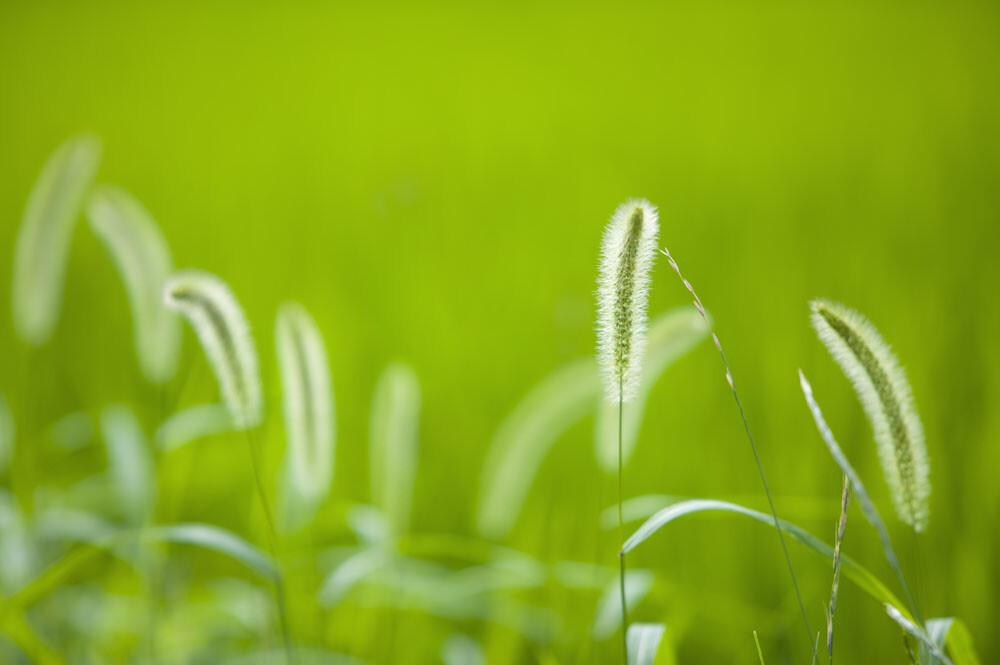 [狗尾巴草]--暗恋