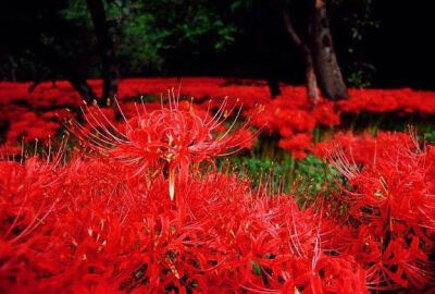 [彼岸花]——悲伤的回忆/相互思念