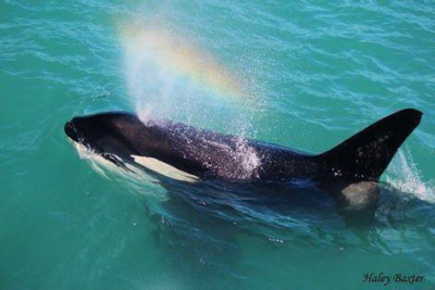 虎鲸，超爱orca大熊猫，。