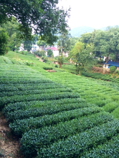 龙井有机茶园