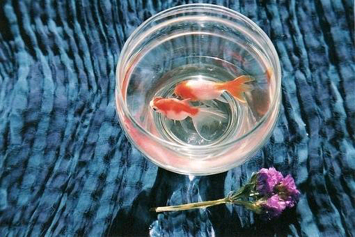 鱼只有七秒钟的记忆