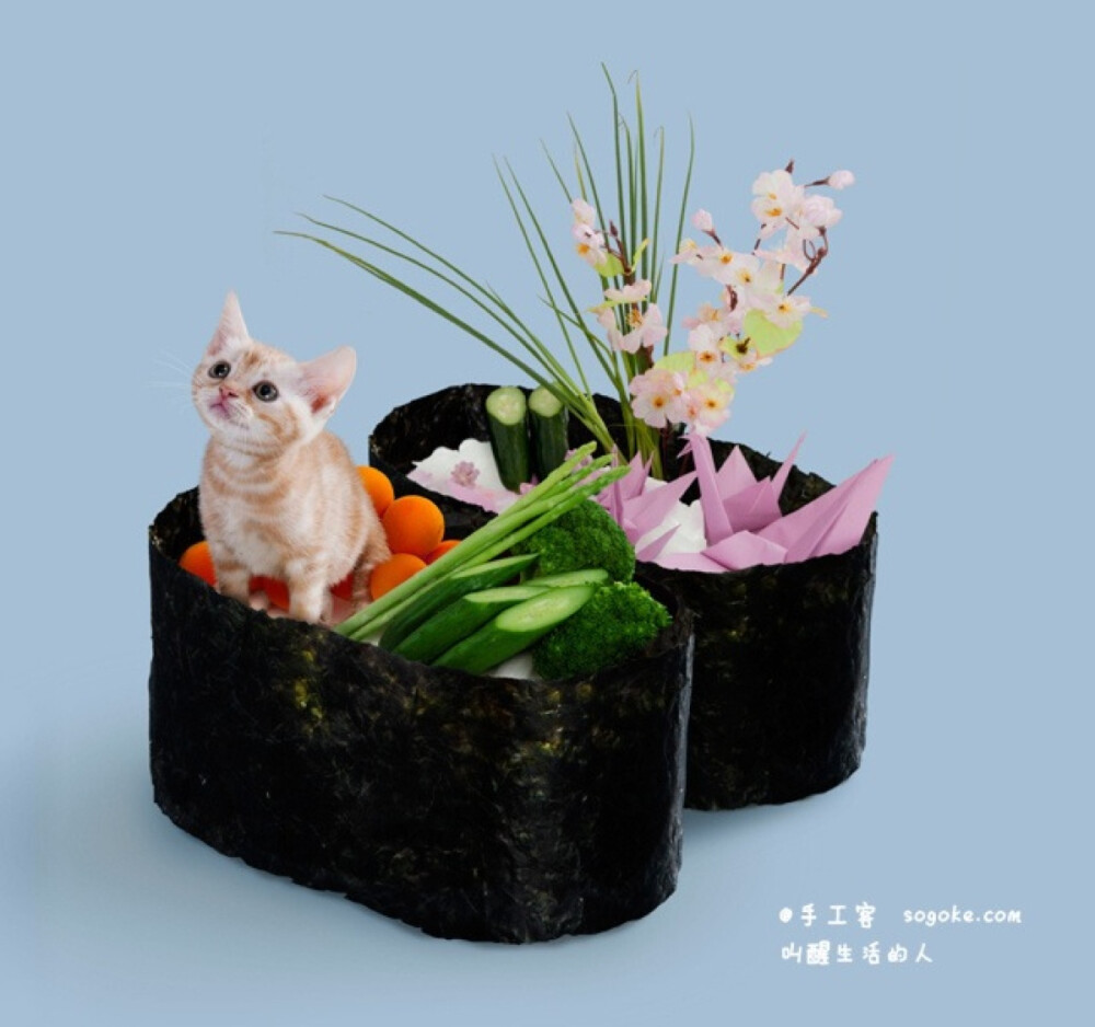 日本 tange &amp;amp; nakimushi peanuts公司推出的一系列可爱的“猫星人寿司 neko-sushi”，将可爱的的喵咪打扮的像各式各样美味的寿司，简直萌坏了。