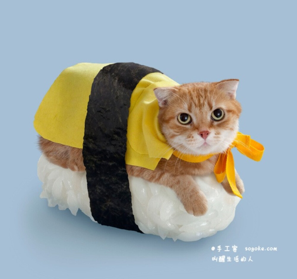日本 tange &amp;amp; nakimushi peanuts公司推出的一系列可爱的“猫星人寿司 neko-sushi”，将可爱的的喵咪打扮的像各式各样美味的寿司，简直萌坏了。
