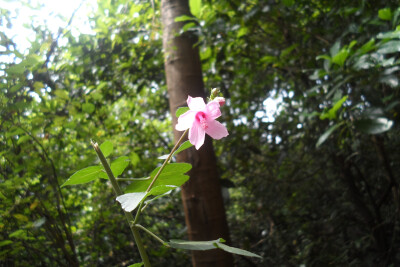 地桃花某种