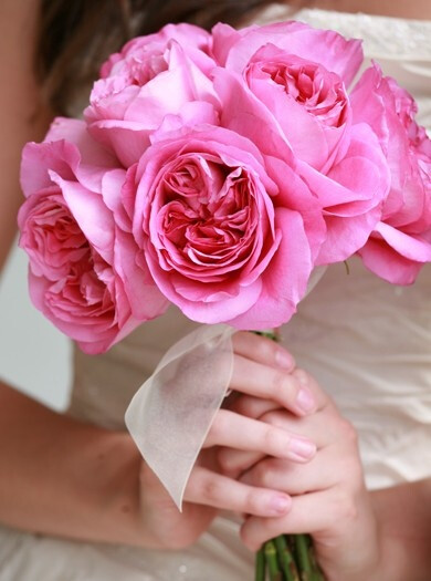 辛白林（Cymbeline）——（大卫奥斯汀切花）) 辛白林（莎士比亚根据薄伽丘的故事创作的剧本） 全中等粉色花瓣，颜色中间为重粉，中等粉色边缘，为奥斯汀十大切花之一。