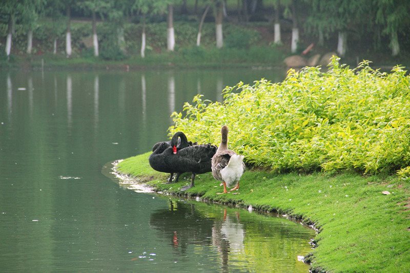 関於厦門 厦大天鹅湖