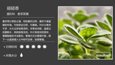 【100种常见多肉植物图鉴】（六）