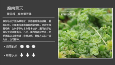 【100种常见多肉植物图鉴】（六）