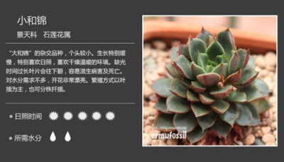 【100种常见多肉植物图鉴】（六）