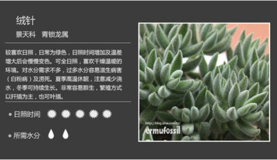 【100种常见多肉植物图鉴】（六）