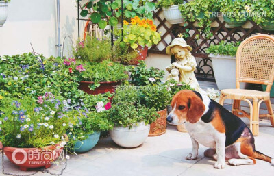 家里没有花园养花养草，露台、阳台就是最适合养植各种花草的地方，无论是几十平米的大露台，还是只有几平米的小阳台，只要略花心思，就能让阳台上的花园灿烂无比。