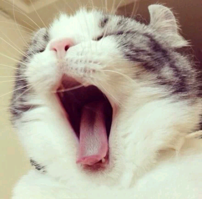 今天起来的真早...