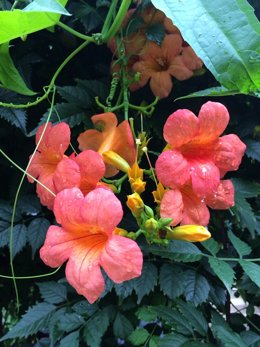 夏日雨后凌霄花