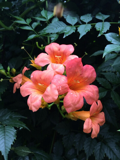 雨后凌霄花，开得好娇媚