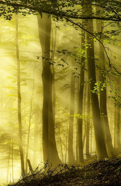 阳光普照的森林，瑞士 Sun Drenched Forest, Switzerland