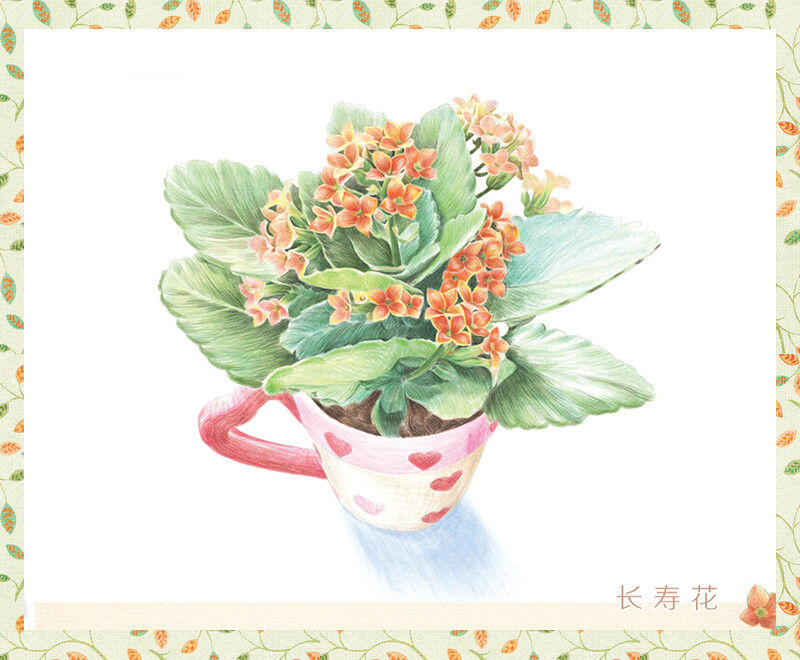 长寿花插画图片