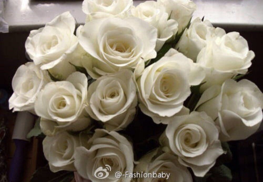 White Rose