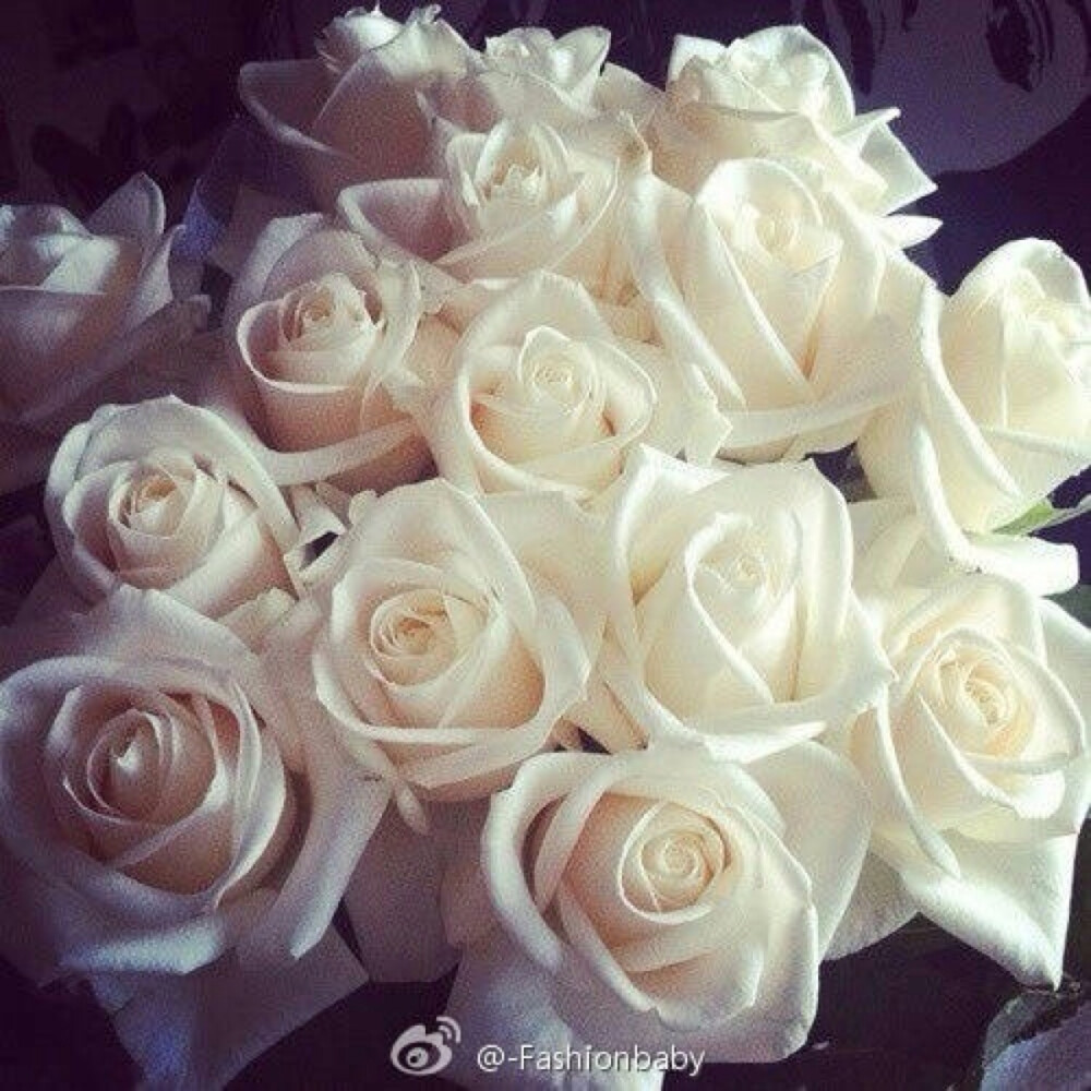 White Rose