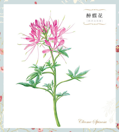 #飞乐鸟#醉蝶花【西洋白花菜】