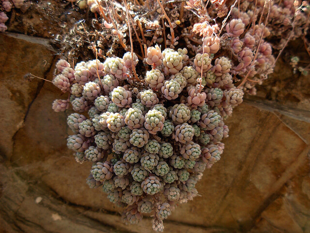 姬星美人（学名：Sedum DASYPHYLLUM Linné），景天科景天属的小型多肉植物或多浆植物。