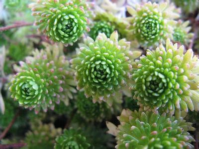 球松（Sedum multiceps ），别名小松绿，是景天科景天属的多肉植物（多浆植物），