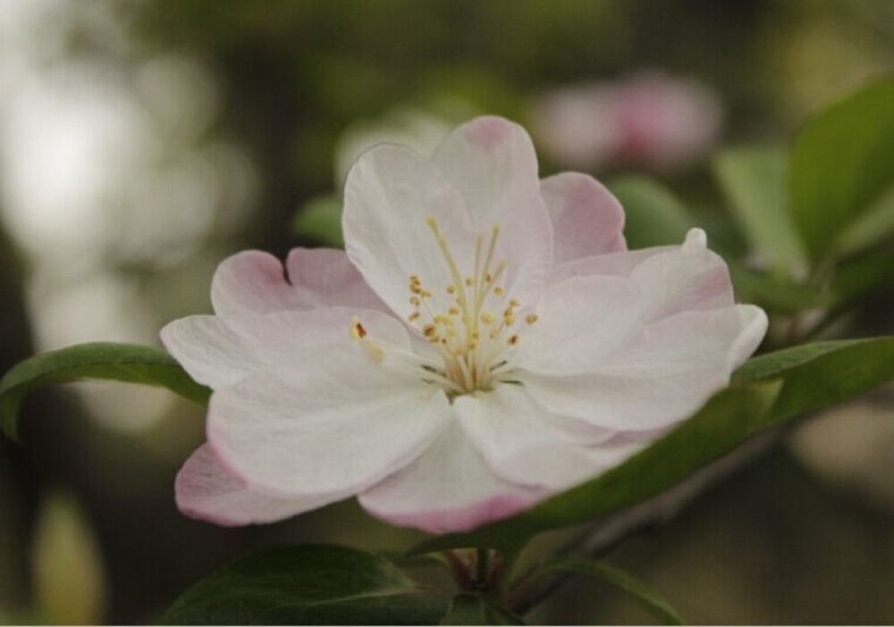 2012樱花季，上海