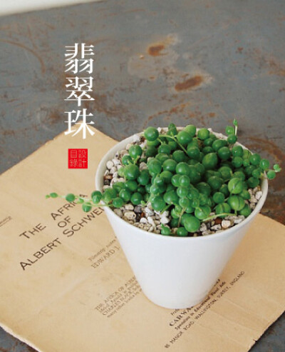 绿之铃（Senecio rowleyanus ），又名佛珠、绿珠帘、绿铃、翡翠绿、绿串珠、一串珠、项链掌，菊科千里光属，喜温暖、空气湿度较大、强散射光的环境，忌荫蔽、忌高温高湿、忌干旱，夏季高温休眠。栽培要点：生长适温1…