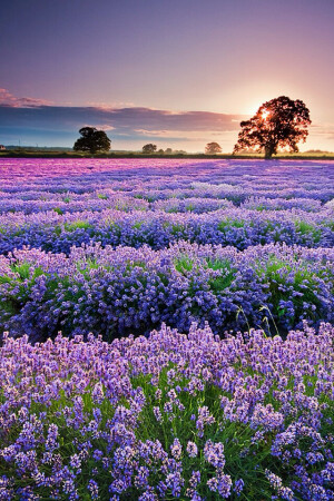 Lavender in Provence 法国普罗旺斯薰衣草花海