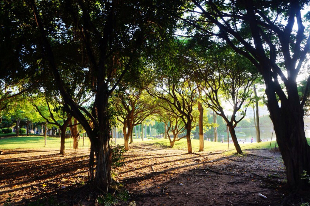 厦门大学小景