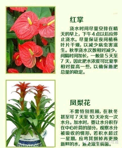 18种常见家养绿植的正确浇养指南