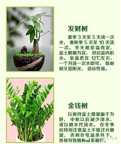 18种常见家养绿植的正确浇养指南