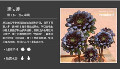 【100种常见多肉植物图鉴】（八）