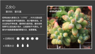 【100种常见多肉植物图鉴】（八）