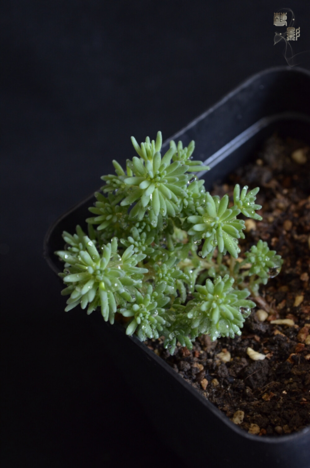 多肉植物 薄雪万年草