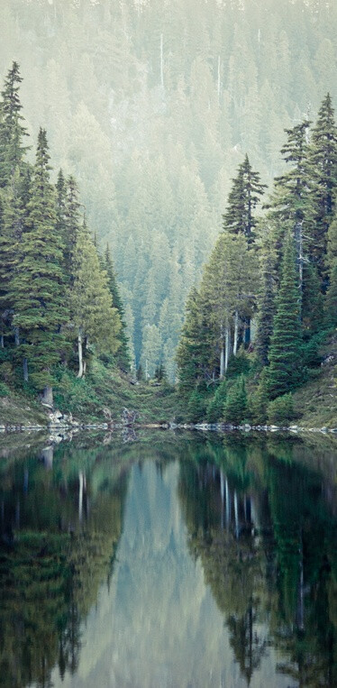 Mirrored forest at Retezat National Park in Hunedoara county, Romania