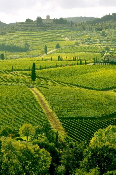 Vineyeard in Chianti in Southern Tuscany。托斯卡纳著名的Chiant葡萄i酒的产区。Chianti酒已经拥有上百年的历史了。据说是十九世纪的一位男爵忽发灵想，把此地的几种葡萄混合发明出来后来就名扬世界的红酒。让绵延山区变成了浪漫的酒乡。